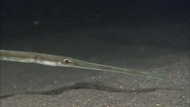 Pipefish on ocean floor