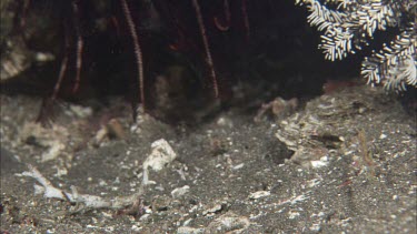 Seahorse among coral