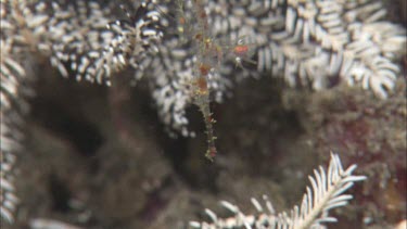 Seahorse among coral