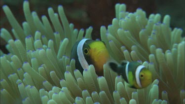 Anemonefish in anemone