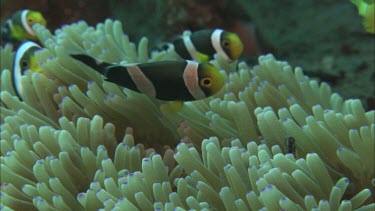 Anemonefish in anemone