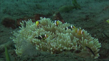 Anemonefish in anemone