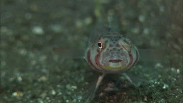 Close-up of Goby on ocean floor