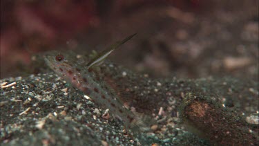 Goby on ocean floor