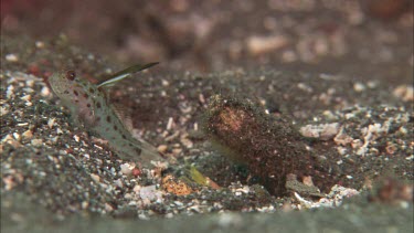 Goby and shrimp on ocean floor