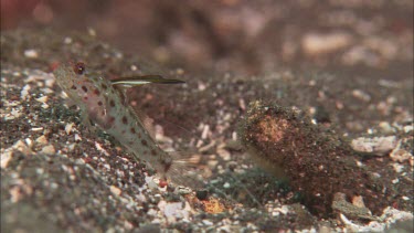 Goby and shrimp on ocean floor