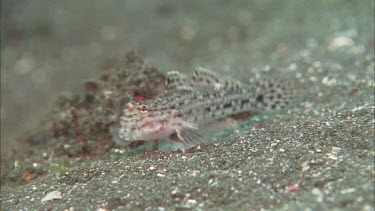 Goby on ocean floor