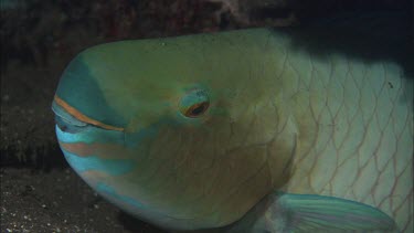 Parrotfish among coral