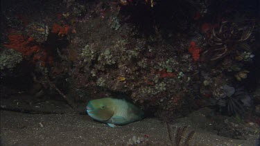 Parrotfish among coral