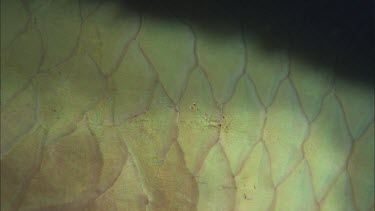 Close up of cleaner shrimp on parrotfish