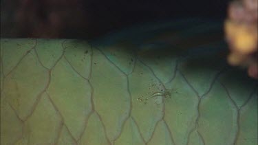 Close up of cleaner shrimp on parrotfish