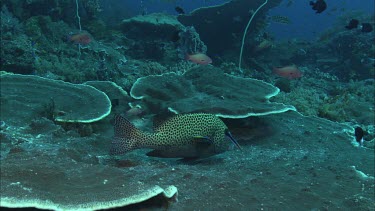 Spotted sweetlips among fish and coral