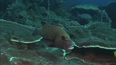 Spotted sweetlips among fish and coral