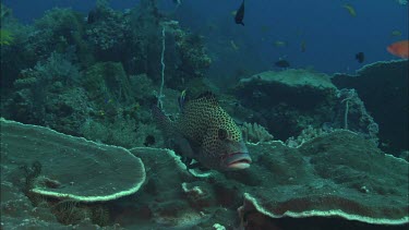 Spotted sweetlips among fish and coral