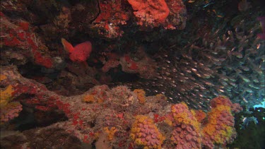 Highfin coral grouper among school of fish and coral