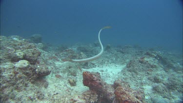 Sea snake swimming among coral