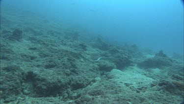 Sea snake swimming among coral