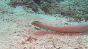 Sea snake swimming along ocean floor