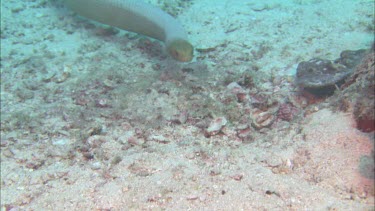 Sea snake swimming along ocean floor