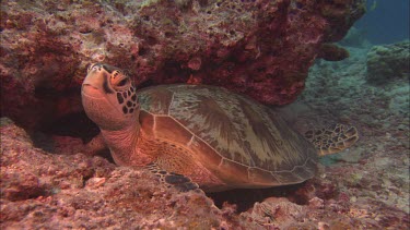 Sea turtles sitting among coral