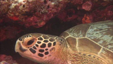 Close-up of sea turtle among coral
