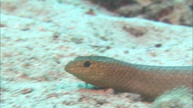 Close-up of sea snake swimming