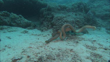 Sea snakes mating