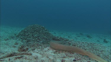 Sea Snake on ocean floor