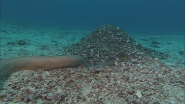 Sea Snake on ocean floor