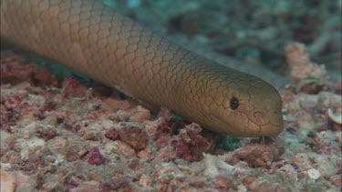 Close-up of Sea snake on ocean floor