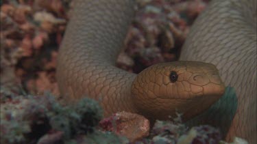 Close-up of Sea snake on ocean floor