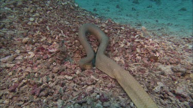 Sea snake poised on ocean floor