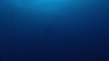 Whale Shark