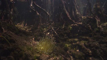 Anemone