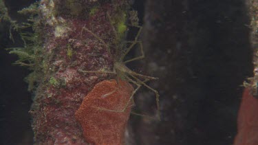 Arrow Crab