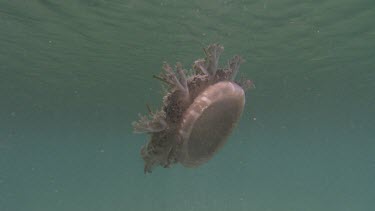 Cassiopeia Jellyfish
