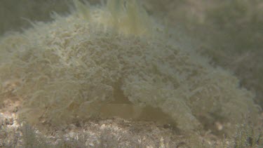 Cassiopeia Jellyfish