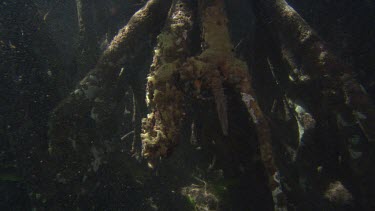 Banded Shrimp