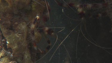 Banded Shrimp