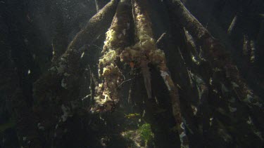 Banded Shrimp