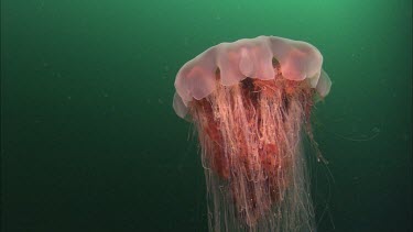 Lion's mane jelly