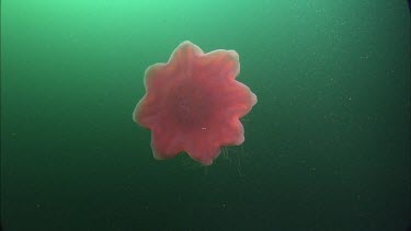 Lion's mane jelly