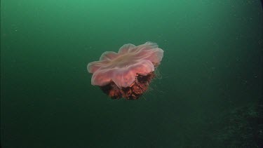 Lion's mane jelly