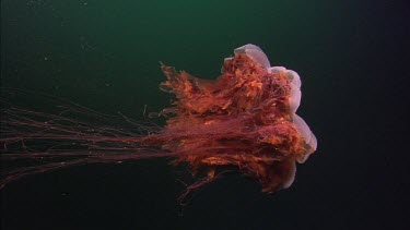 Lion's mane jelly