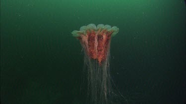 Lion's mane jelly