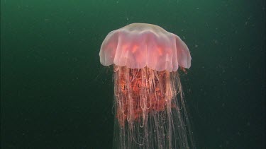 Lion's mane jelly