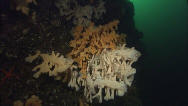 Quillback Rockfish (Sebastes maliger) and Cloud Sponge (Aphrocallistes vastus)