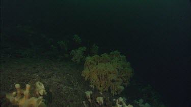 Quillback Rockfish (Sebastes maliger) and Cloud Sponge (Aphrocallistes vastus)