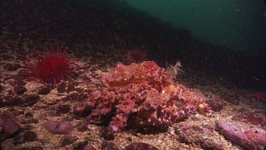 Sunflower sea star (Pycnopodia helianthoides) and Puget Sound King crab, Lopholithodes mandtii