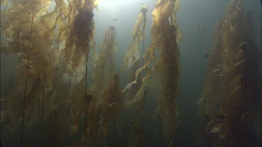 Bull Kelp